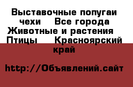 Выставочные попугаи чехи  - Все города Животные и растения » Птицы   . Красноярский край